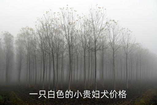 白色貴婦狗多少錢一只，一只養了一年多的的白色母貴賓狗值多少錢