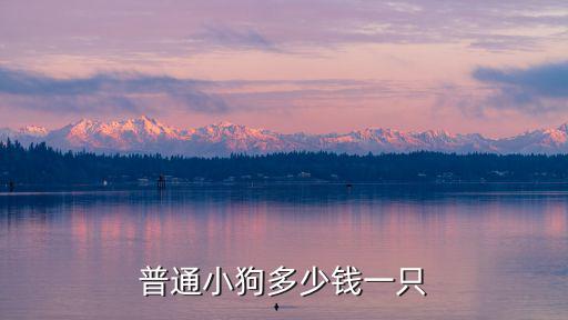 小狗多少元一只，一般的小狗多少錢一只