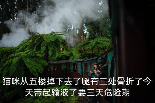 小貓骨折了要多少錢，小貓從窗臺掉下來 后半身不能動 因為現居地偏僻看不了 懷疑腰椎骨折