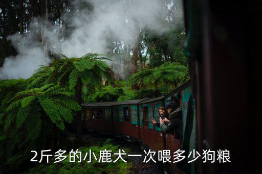 三個月鹿犬吃多少狗糧，三個月的小鹿狗一天喂幾次