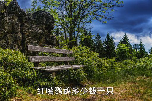 紅嘴鸚鵡多少錢一只