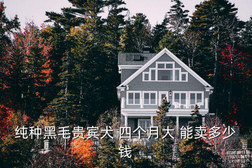 純種黑色貴賓犬多少錢，標準體黑色貴賓多少錢