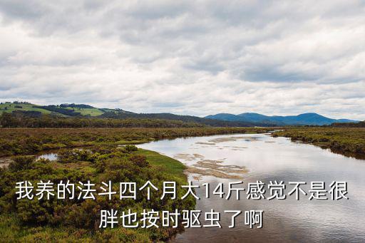 我養(yǎng)的法斗四個月大14斤感覺不是很胖也按時驅蟲了啊