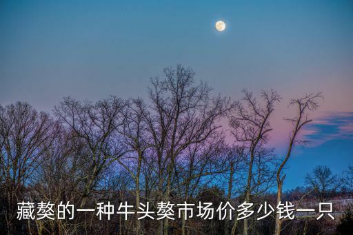 藏獒的一種牛頭獒市場價多少錢一只