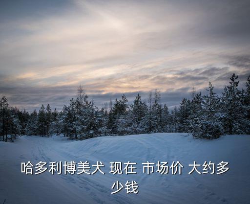 哈多利博美犬 現在 市場價 大約多少錢