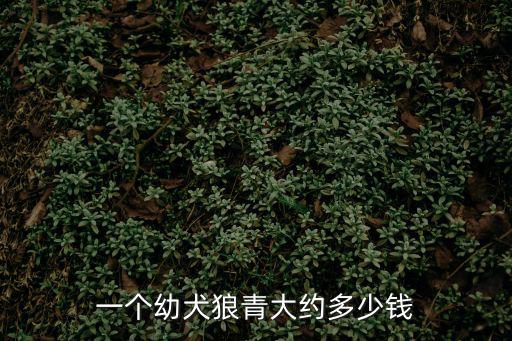 幼狼青犬多少錢一只，一條純種狼青幼犬多少錢啊
