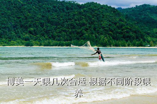 博美一天喂幾次合適 根據不同階段喂養