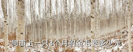 狗市上一只3個月的金毛要多少元