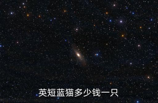 英短藍(lán)貓多少錢一只