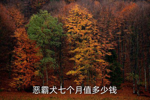 惡霸犬七個月值多少錢