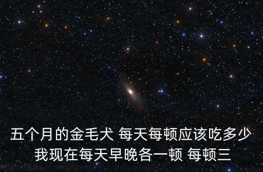 五個多月的金毛吃多少，五個半月的金毛喂食量是多少