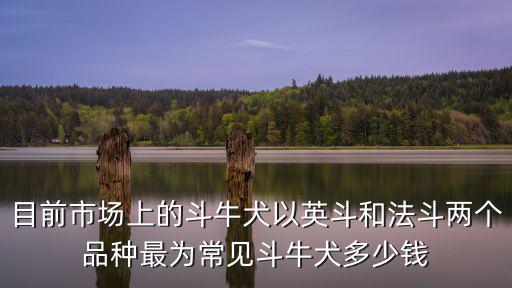 目前市場上的斗牛犬以英斗和法斗兩個品種最為常見斗牛犬多少錢