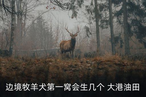 邊境牧羊犬第一窩會生幾個 大港油田