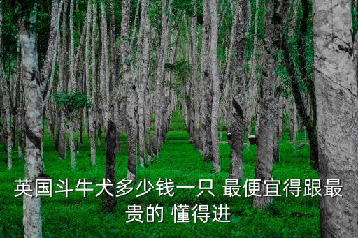 英國斗牛犬多少錢一只 最便宜得跟最貴的 懂得進