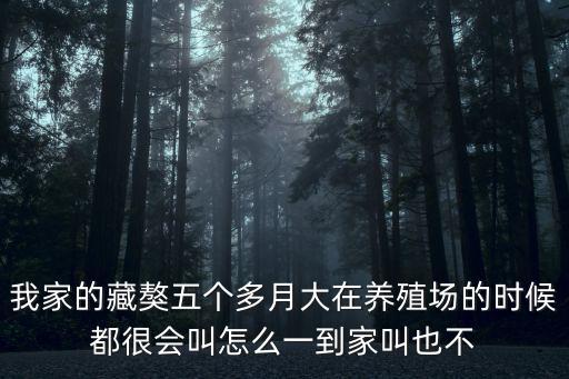 我家的藏獒五個多月大在養殖場的時候都很會叫怎么一到家叫也不