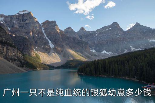 廣州一只不是純血統的銀狐幼崽多少錢