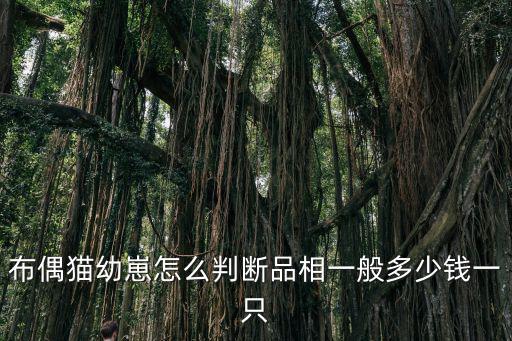 海豹手套布偶貓多少錢，布偶貓幼崽怎么判斷品相一般多少錢一只
