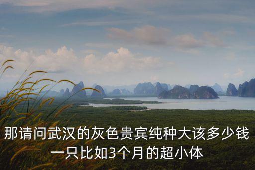 那請問武漢的灰色貴賓純種大該多少錢一只比如3個月的超小體