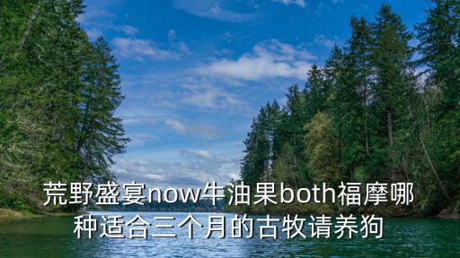 荒野盛宴 每天喂多少錢，荒野盛宴now牛油果both福摩哪種適合三個月的古牧請養狗