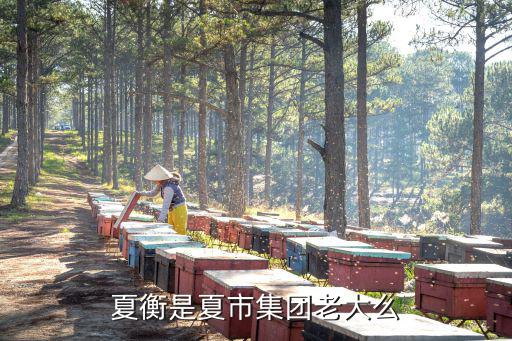 夏衡是夏市集團老大么