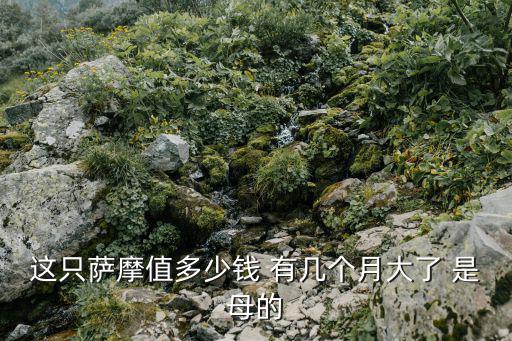 這只薩摩值多少錢 有幾個月大了 是母的