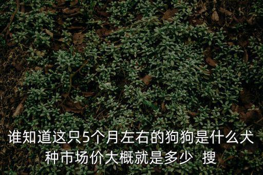5個(gè)月大的牧羊犬多少錢(qián)，牧羊犬多少錢(qián)