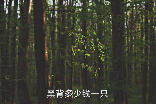 黑背多少錢一只