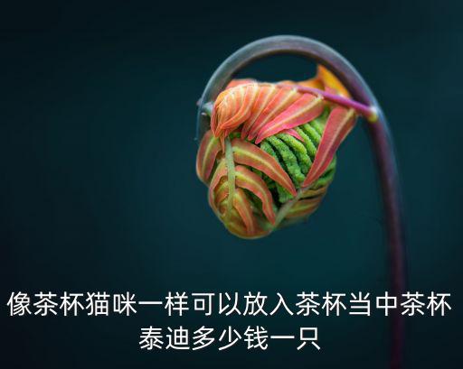 泰迪茶杯多少錢，茶杯泰迪犬價格