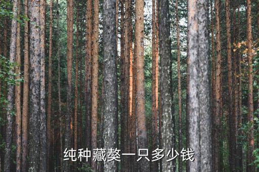 現在一只純種藏獒仔多少錢，純種藏獒一只多少錢