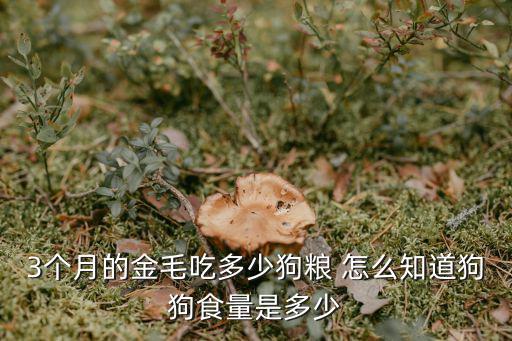3個月的金毛吃多少狗糧 怎么知道狗狗食量是多少