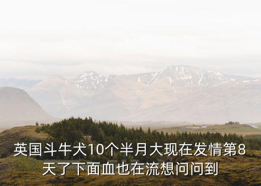 英國斗牛犬10個半月大現在發情第8天了下面血也在流想問問到