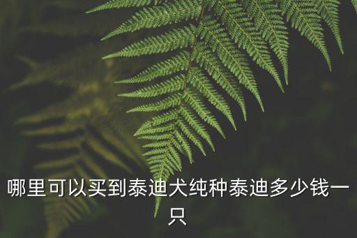 哪里可以買到泰迪犬純種泰迪多少錢一只