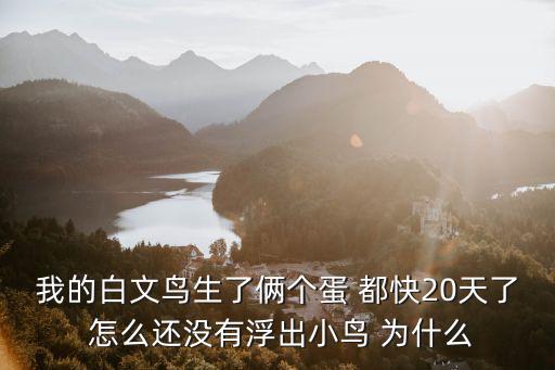 我的白文鳥生了倆個蛋 都快20天了 怎么還沒有浮出小鳥 為什么