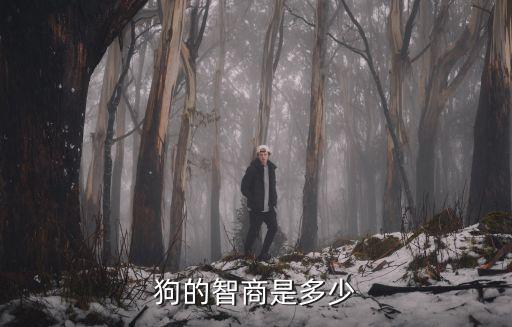 狗的智商是多少
