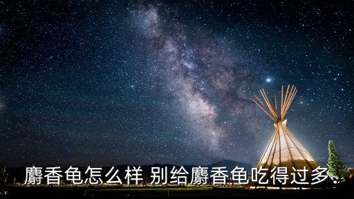 麝香龜怎么樣 別給麝香龜吃得過多