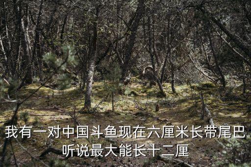 我有一對中國斗魚現在六厘米長帶尾巴聽說最大能長十二厘