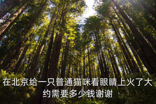 在北京給一只普通貓咪看眼睛上火了大約需要多少錢謝謝