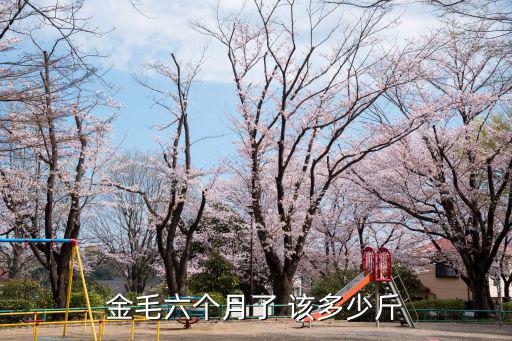 金毛六個(gè)月了 該多少斤