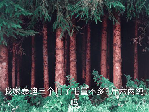 我家泰迪三個月了毛量不多1斤六兩純嗎