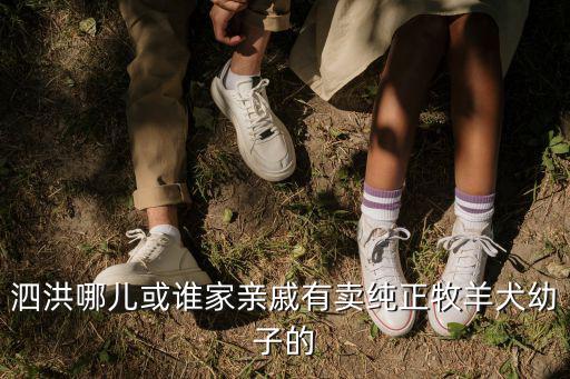 泗洪哪兒或誰家親戚有賣純正牧羊犬幼子的