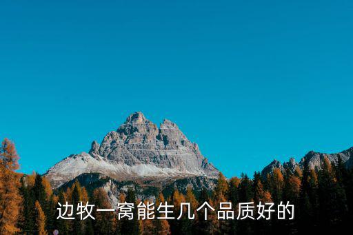 邊牧一窩能生幾個品質好的