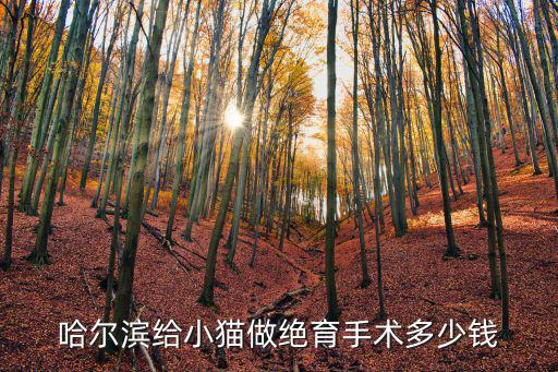 哈爾濱給小貓做絕育手術多少錢