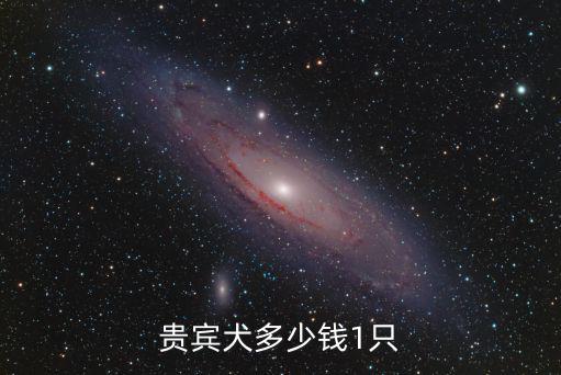 貴賓犬多少錢1只