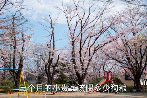 三個月的小貴賓該喂多少狗糧