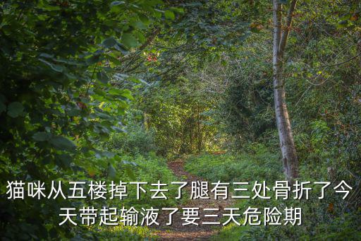 貓咪從五樓掉下去了腿有三處骨折了今天帶起輸液了要三天危險期