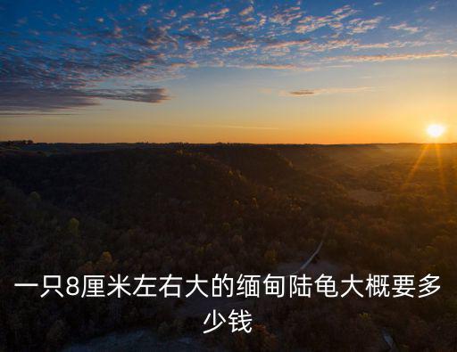 一只8厘米左右大的緬甸陸龜大概要多少錢