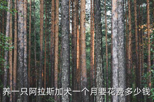 養(yǎng)一只阿拉斯加犬一個月要花費多少錢