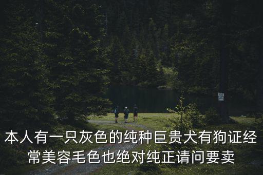 本人有一只灰色的純種巨貴犬有狗證經常美容毛色也絕對純正請問要賣