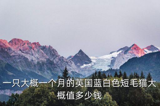 一只大概一個月的英國藍白色短毛貓大概值多少錢