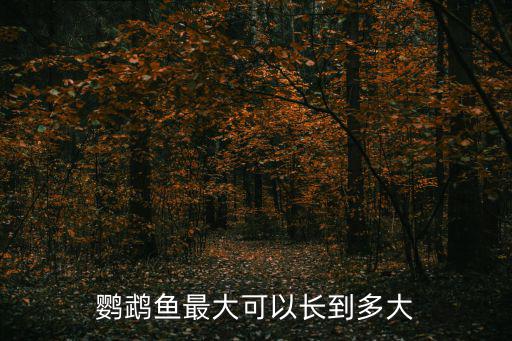 鸚鵡魚最大可以長到多大